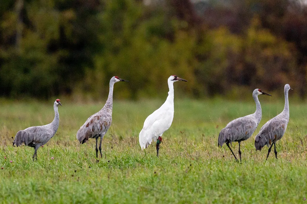 five tall birds, with a white one standing in the middle and gray ones on the sides. all have red crowns