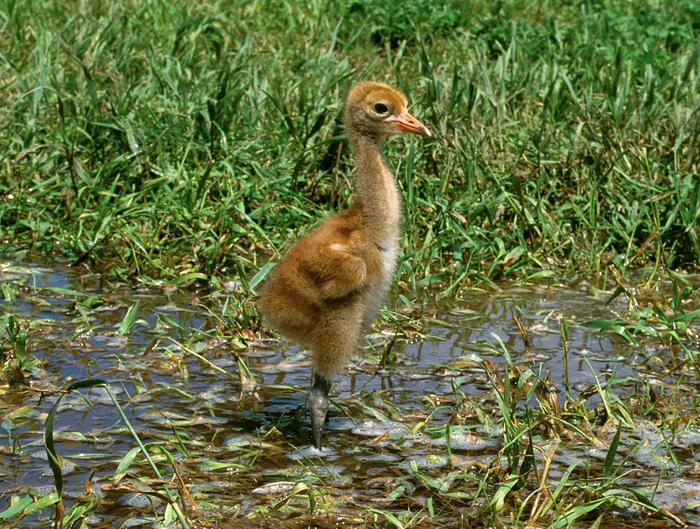 a small and light brown chick with a long neck stands in a marsh