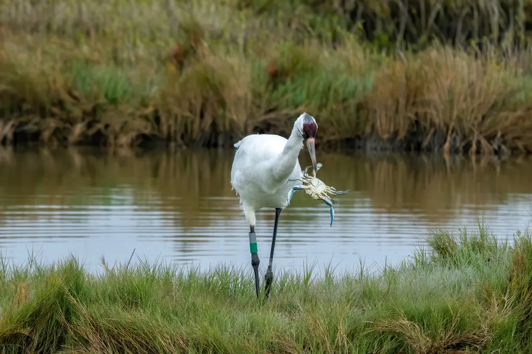 a long-legged and long-necked bird with a red cap holding a large blue crab in its beak in a marsh