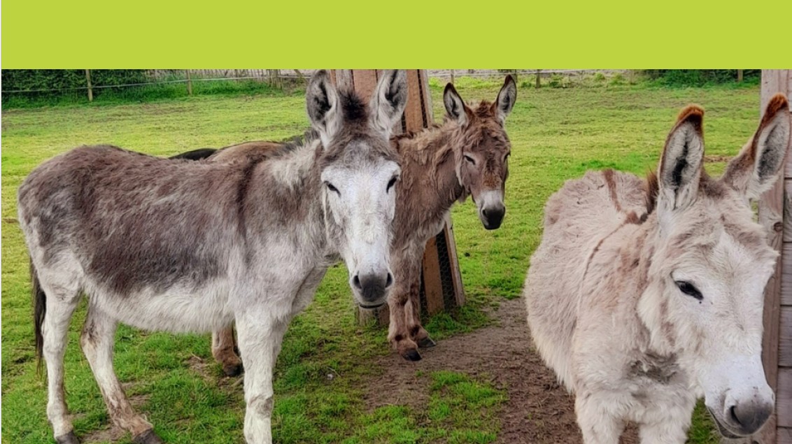 Ezelwandelingen hoeve 't Velzicht