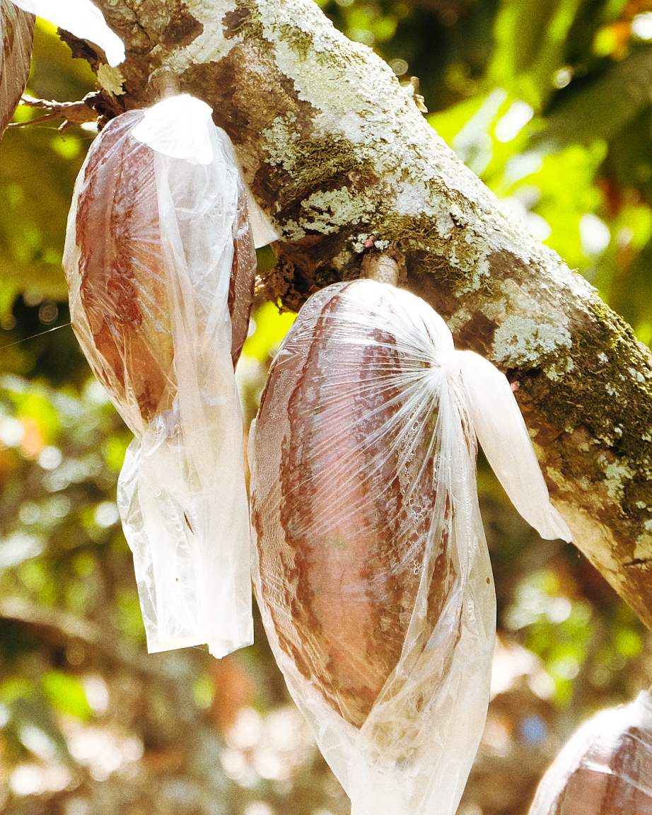 Cacao processing