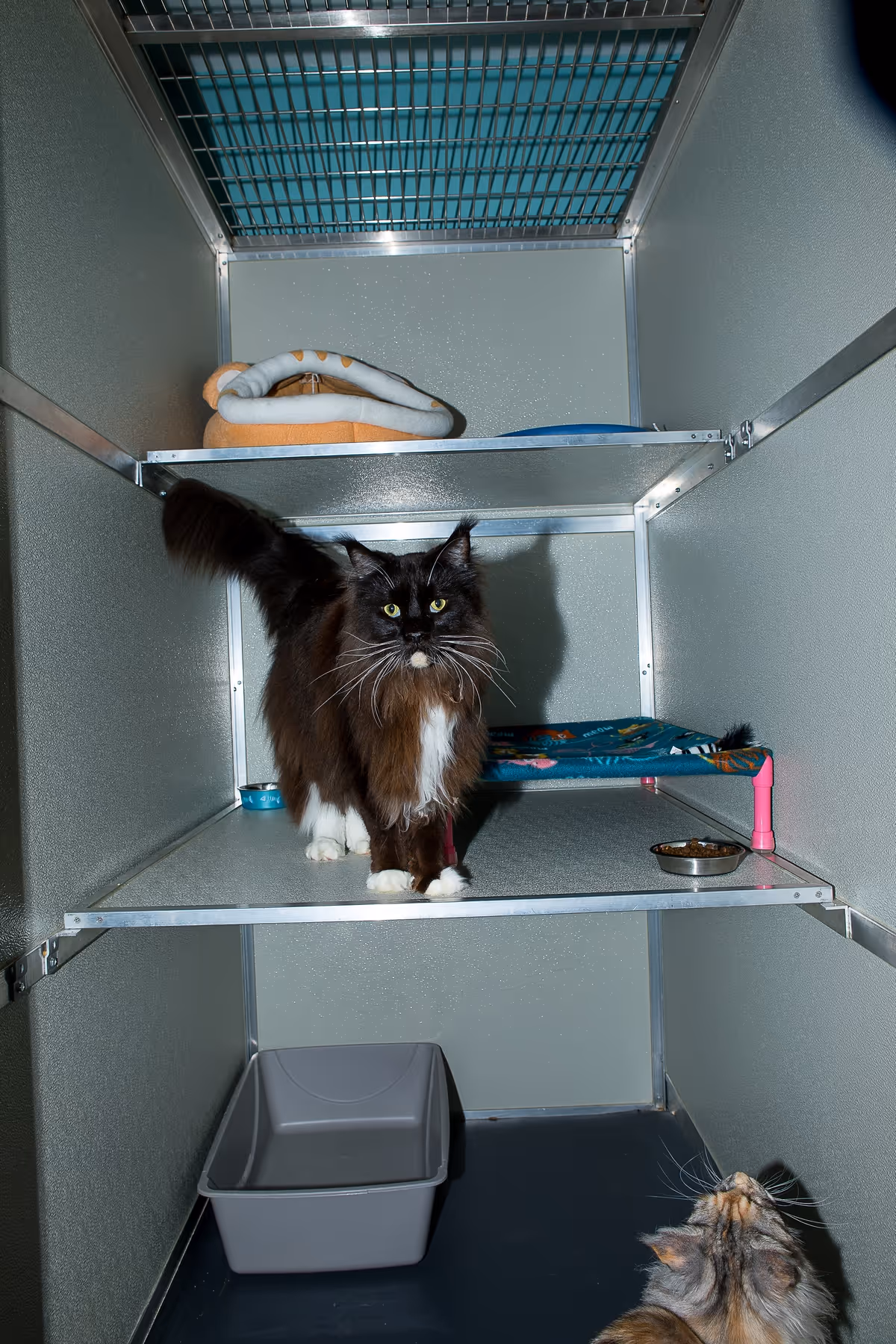 Turbo shows how much space he has in a suite.