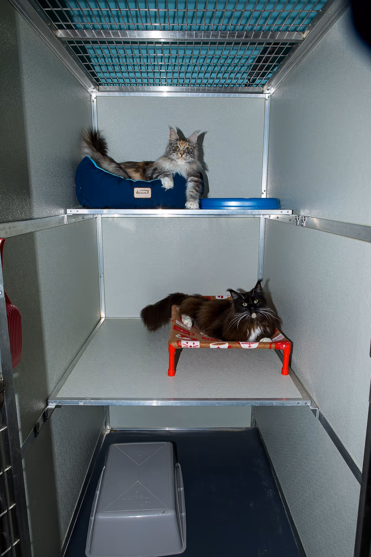 Turbo and Rainbow show how two big Maine coon cats can share a suite and there's plenty of room for more.