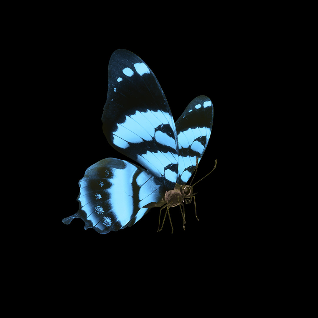 3D rendering of a blue butterfly which featured as a campaign asset for the Secret World of Butterflies exhibition campaign.
