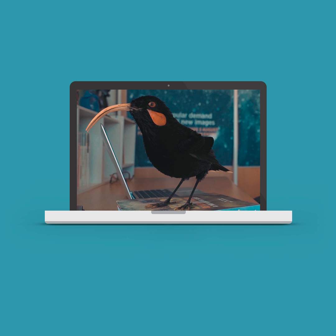 Desktop mockup featuring a 3D rendering of a Huia bird which formed the cornerstone of campaign creative for the Auckland Museum collections online campaign.