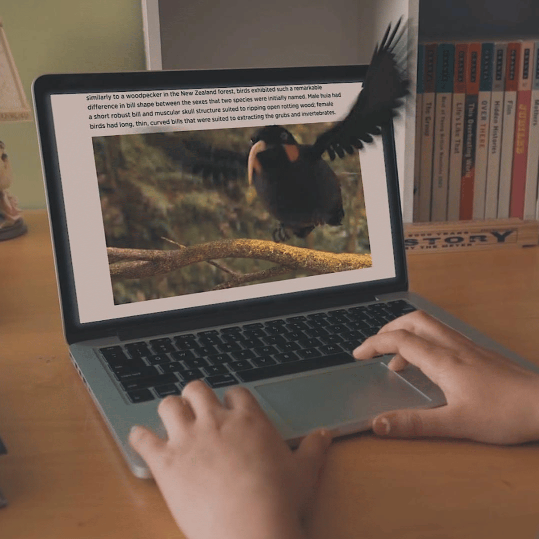 3D designed Huia bird flying out from a laptop screen for the Collections Online campaign