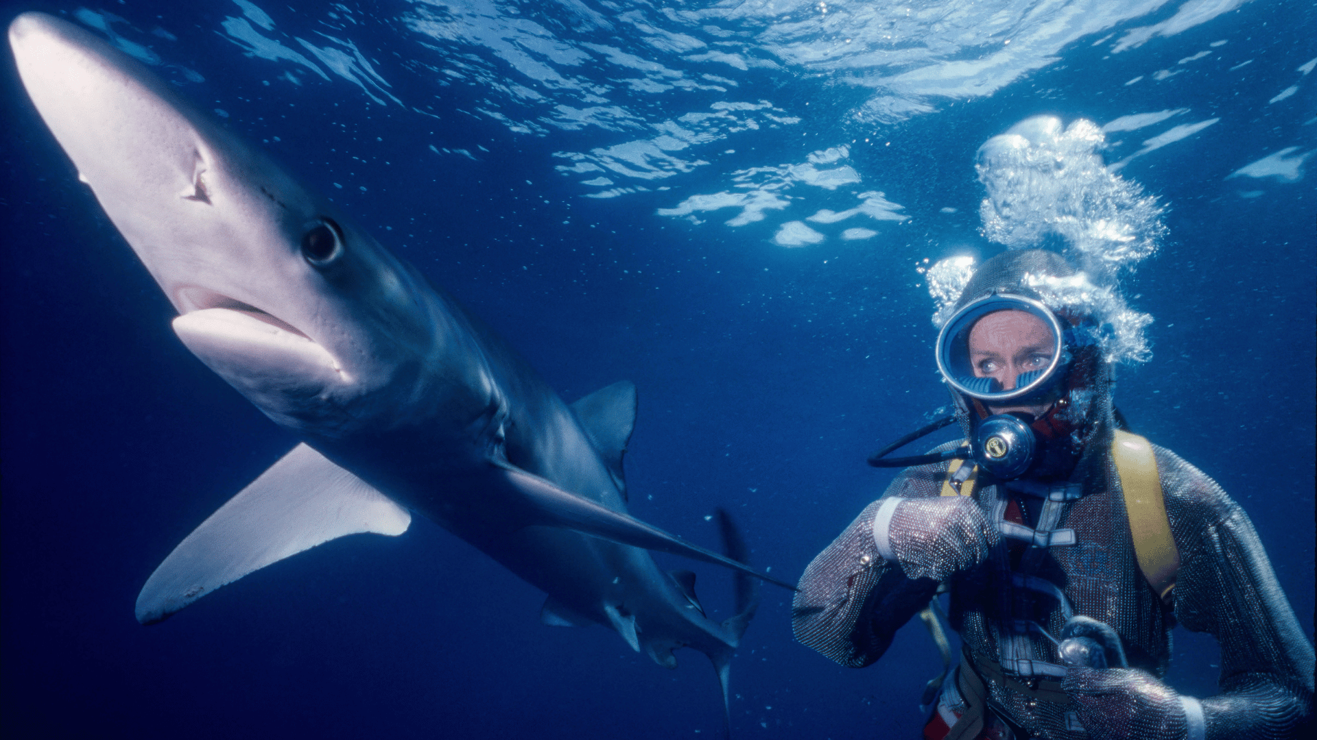 Diver in chainmail suit and full-face mask underwater near a large shark.