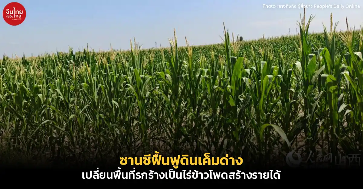 ซานซีฟื้นฟูดินเค็มด่าง เปลี่ยนพื้นที่รกร้างเป็นไร่ข้าวโพดสร้างรายได้