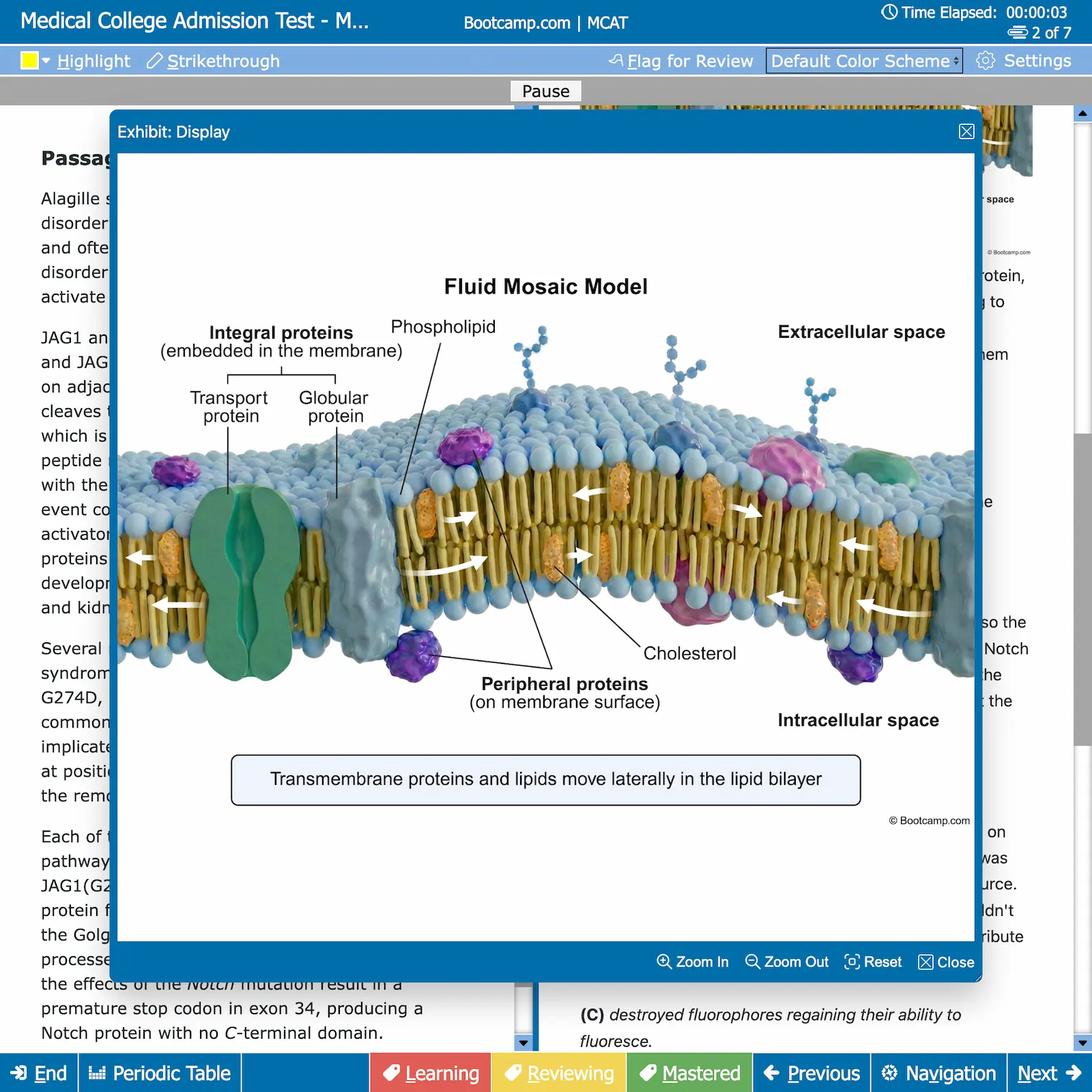 Diagram of the Fluid Mosaic Model showing a lipid bilayer with phospholipids, integral and peripheral proteins, cholesterol, and labeled extracellular and intracellular spaces.