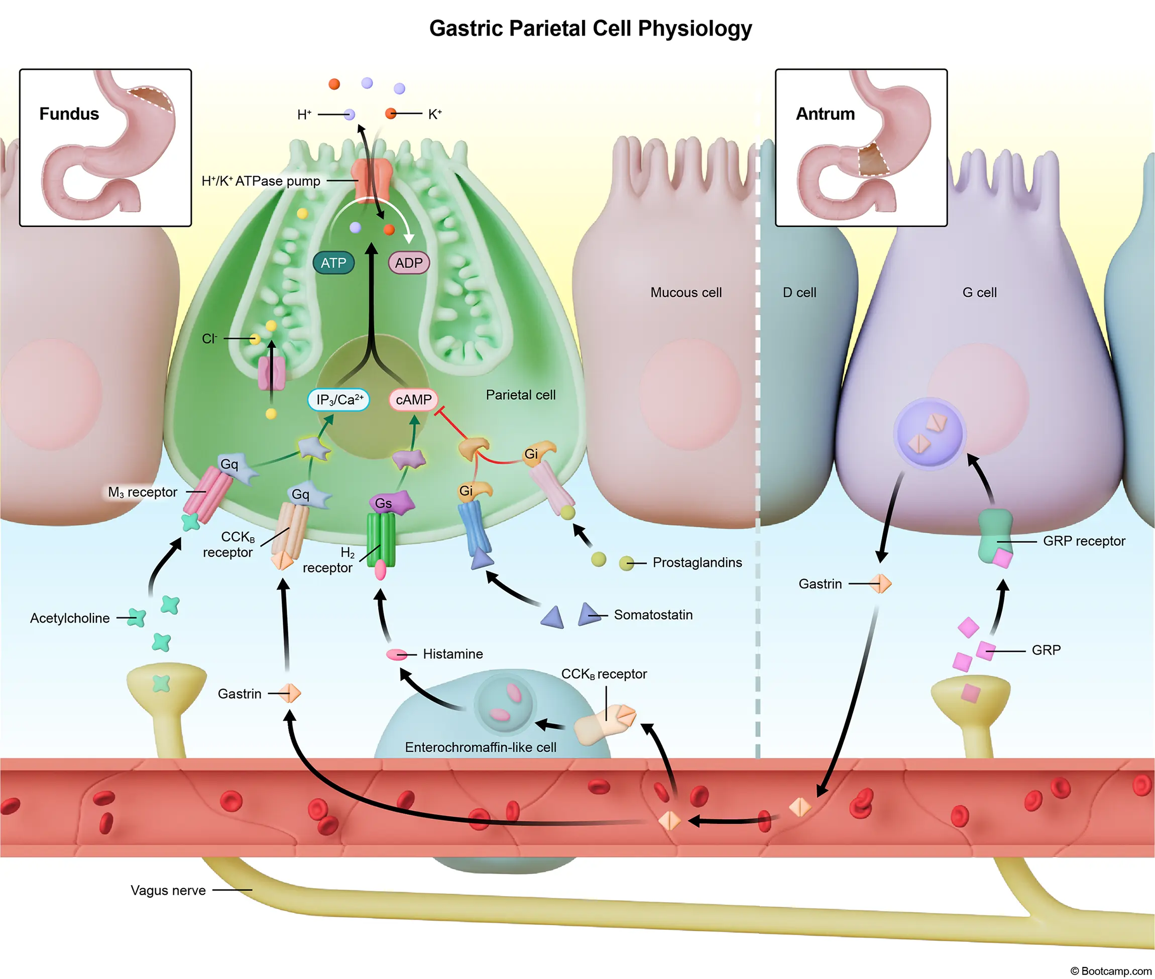 Gastric Parietal Cell Physiology