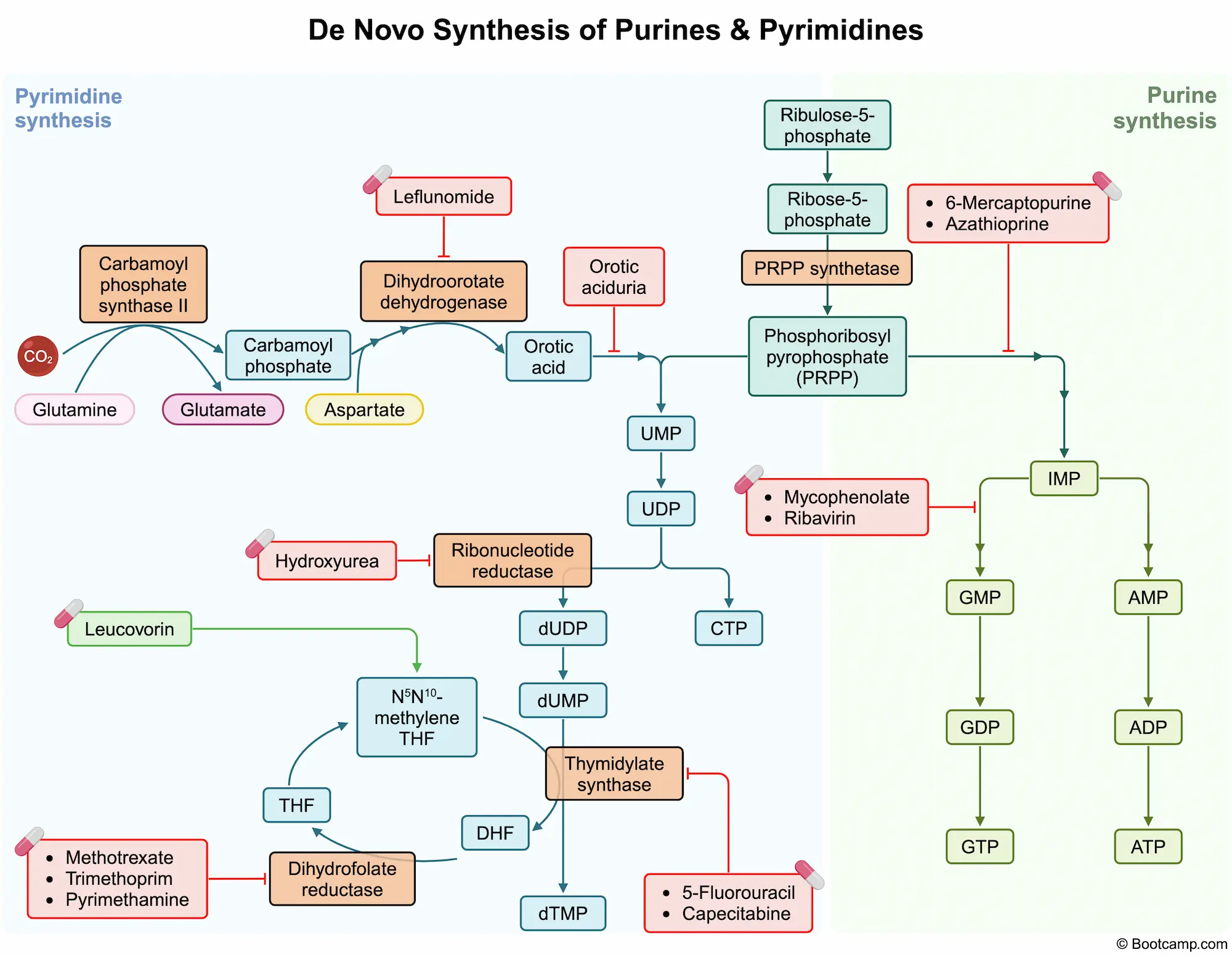 De Novo Nucleotide Synthesis