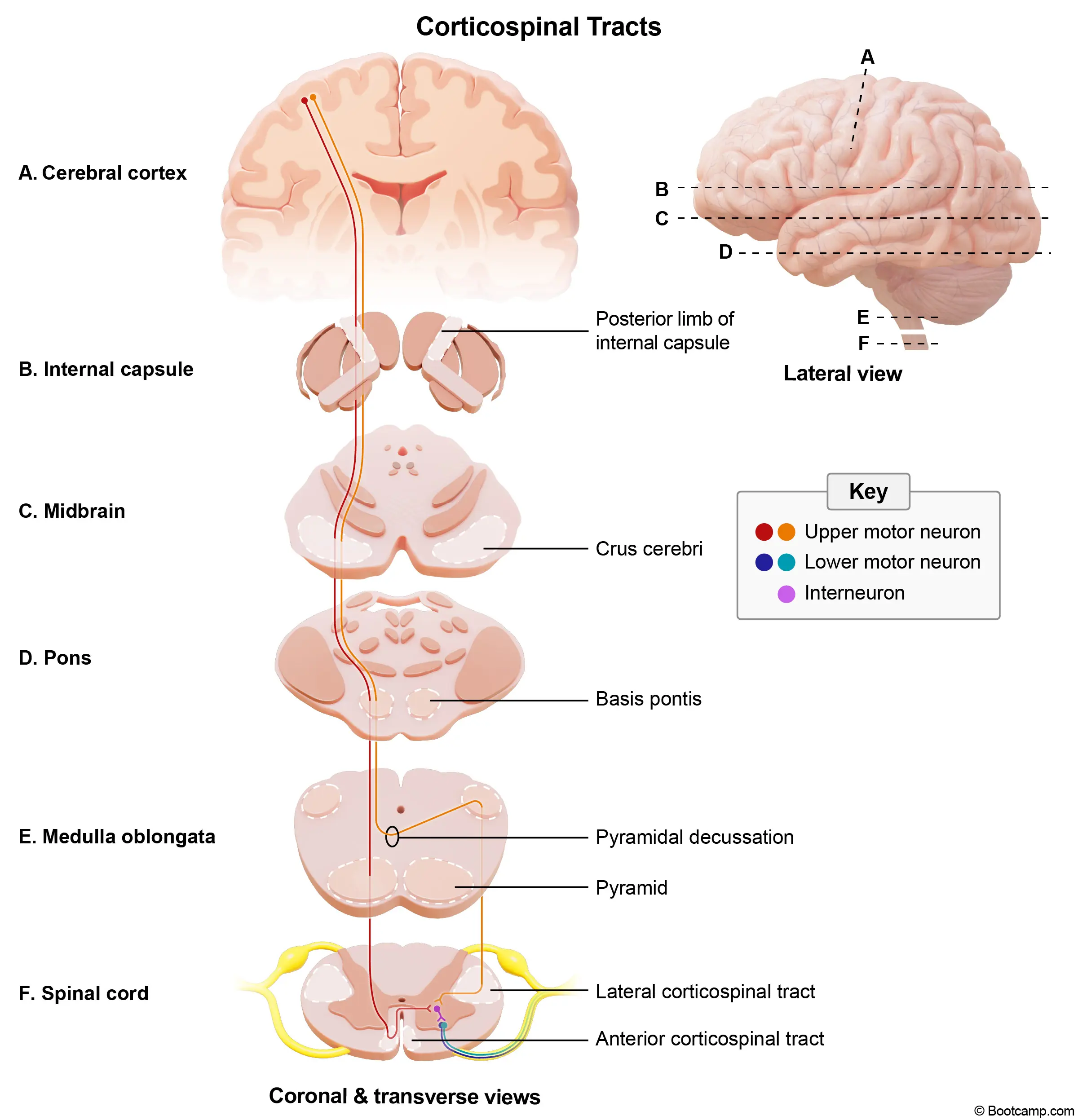 Corticospinal Tracts