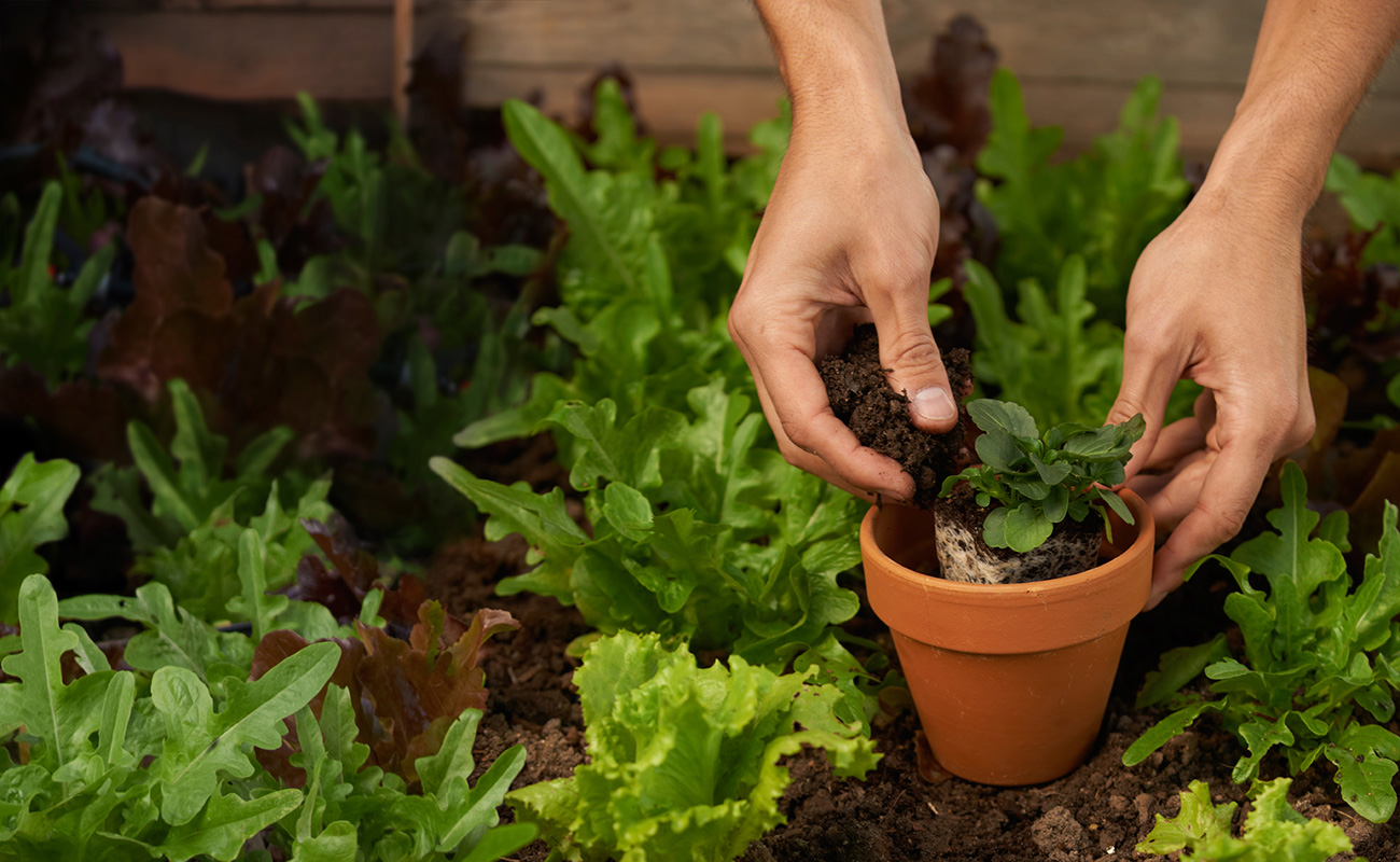 Person planting in a raised planter box to create a more eco-friendly home