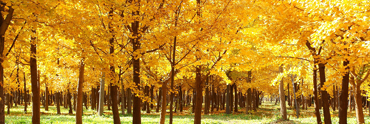 Dulux Rotorua Colour Selection Based on Poplar Trees