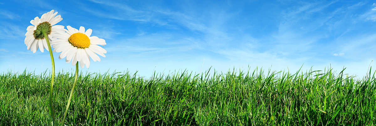 Green grass and blue skies representing green star building code.
