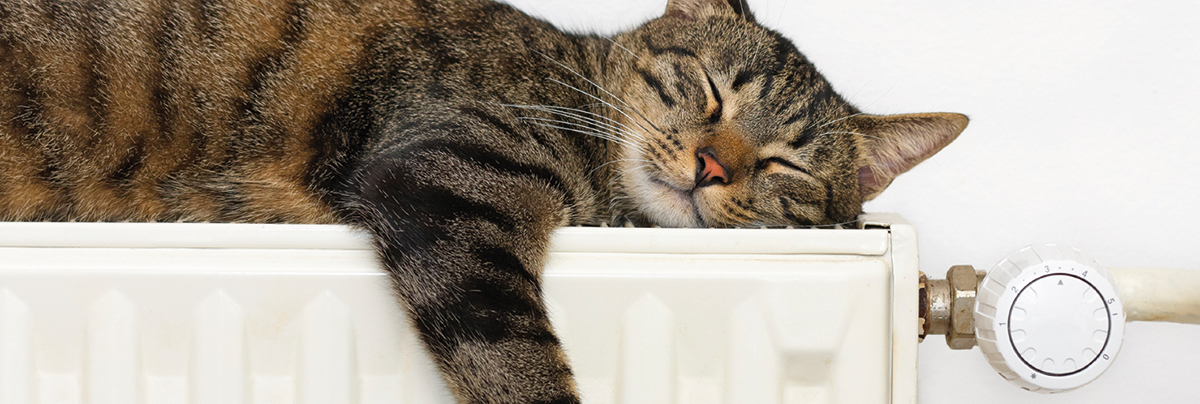 Cat laying on top of retrofitted radiator