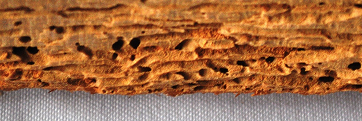 Borer damage to wood