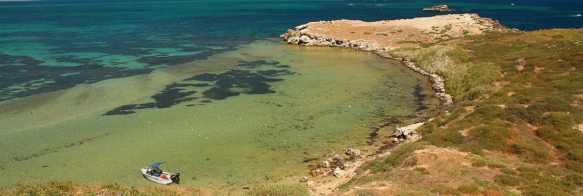 Penguin Island