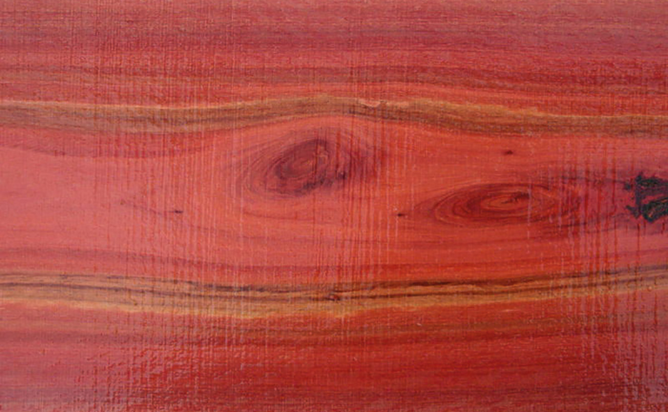 Eucalyptus