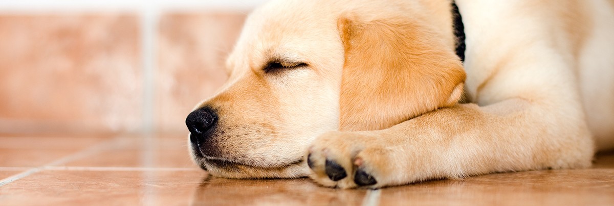 Dog sleeping on tile flooring