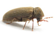 Borer damage to wood