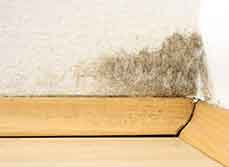 Mould removal