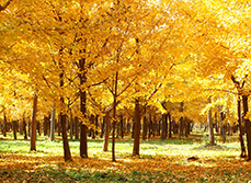 Dulux Rotorua Colour Selection Based on Poplar Trees