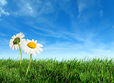 Green grass and blue skies representing green star building code.
