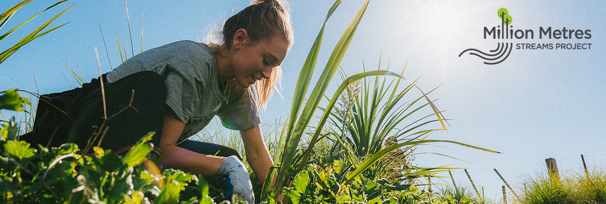 Woman replanting a tree