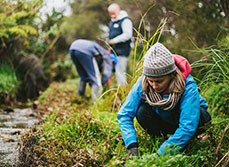 native plant being planted
