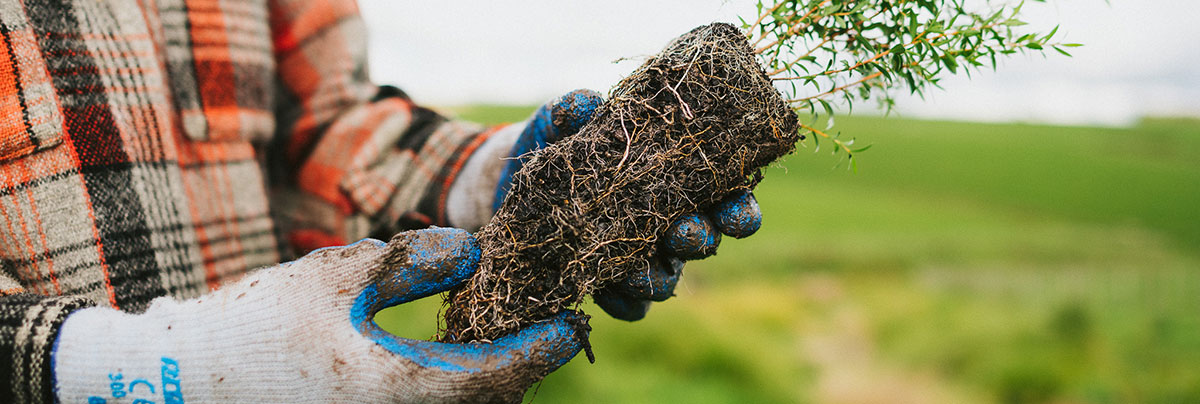 native plant being planted