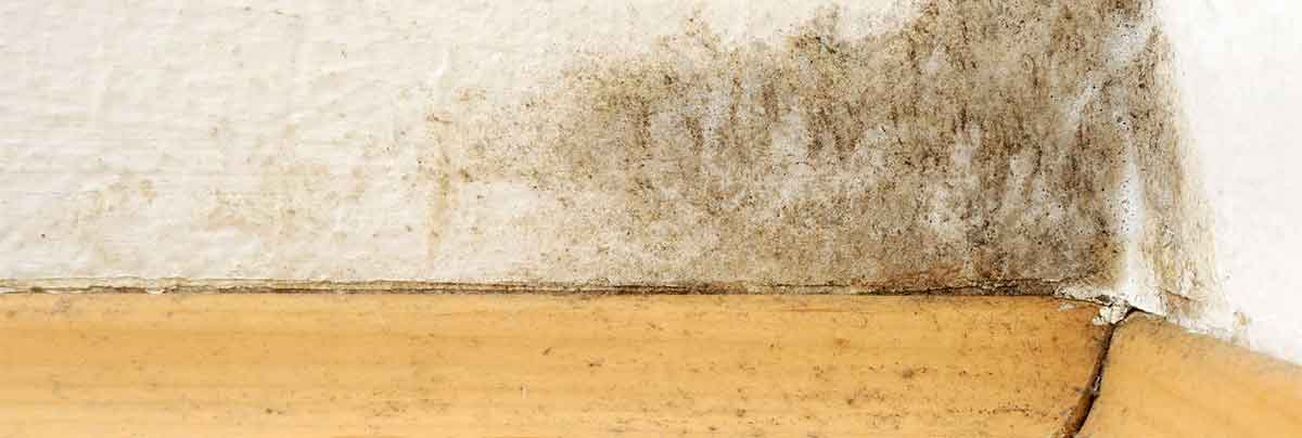 Mould removal