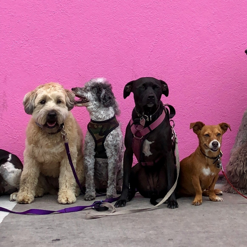 Multi-Pet Intake Forms