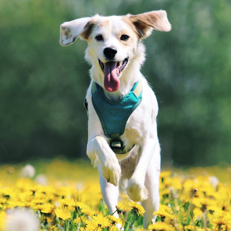 Automatic Billing and Payment Terms