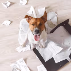 “My Dog Ate My Tax Return”: When Is It Okay Not to Submit Yours?