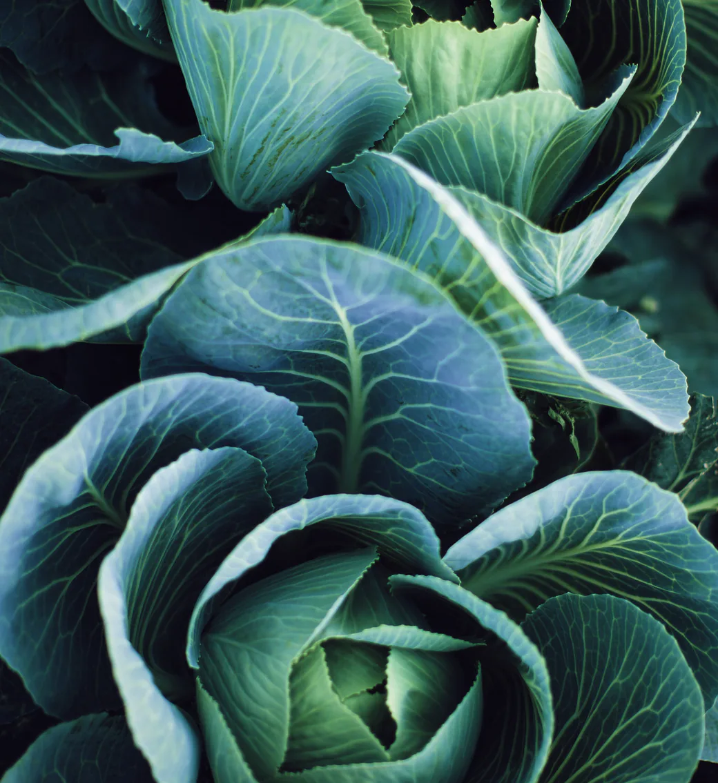 Close-up of blue-green cabbage leaves