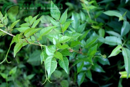 Chè dây tươi