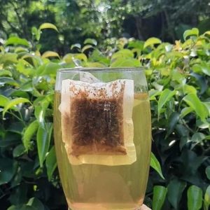Cách dùng cà gai leo trà túi lọc
