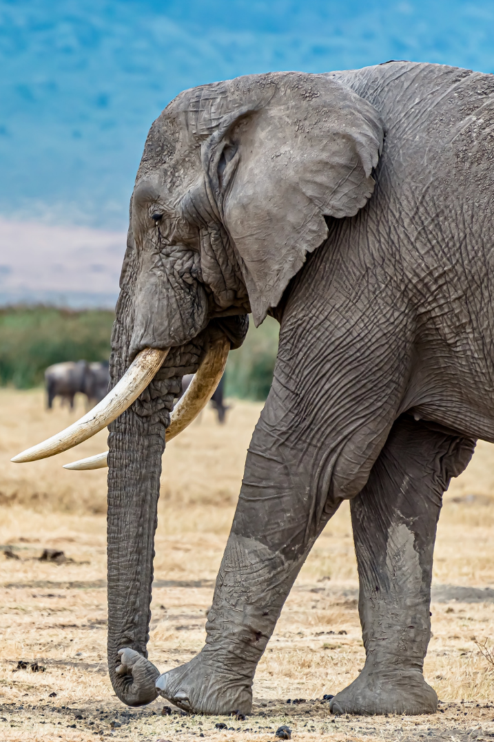 We Need Each Other to See the Elephant: Occhiolism in Action