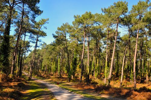 Le Berceau Saint-Vincent-de-Paul
