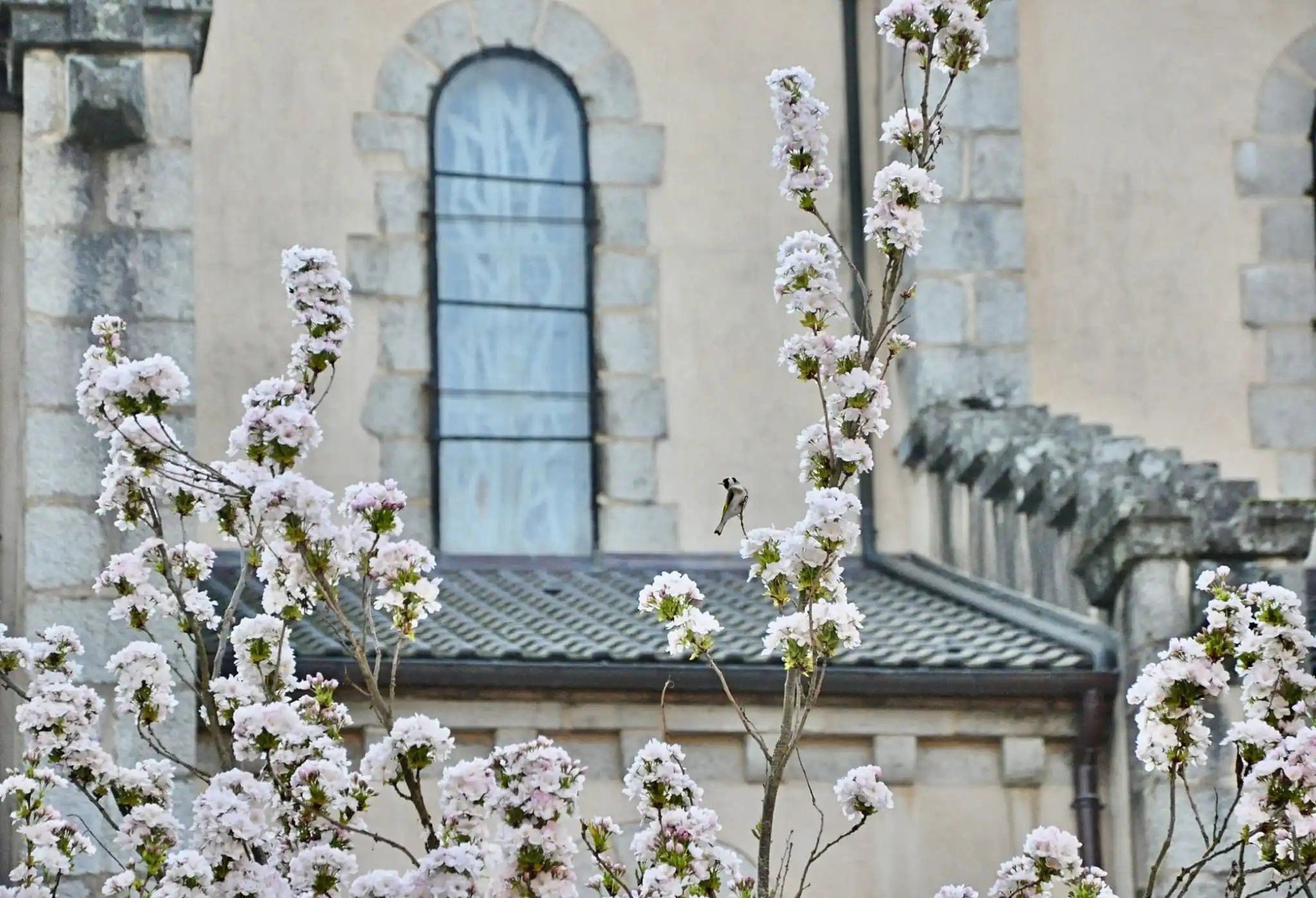 Abbaye Sainte-Marie de la Pierre-qui-Vire