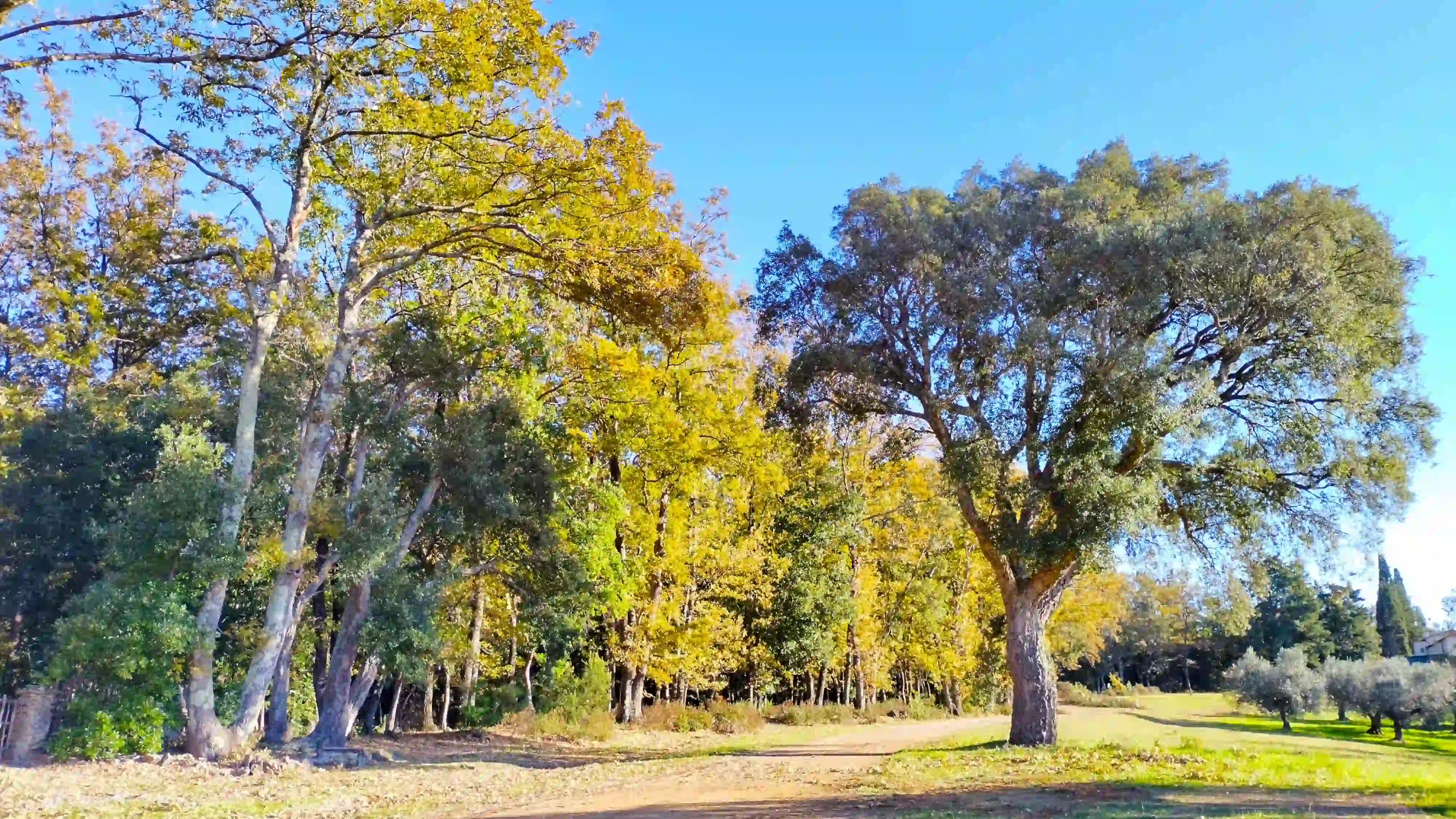 __wf_reserved_inherit