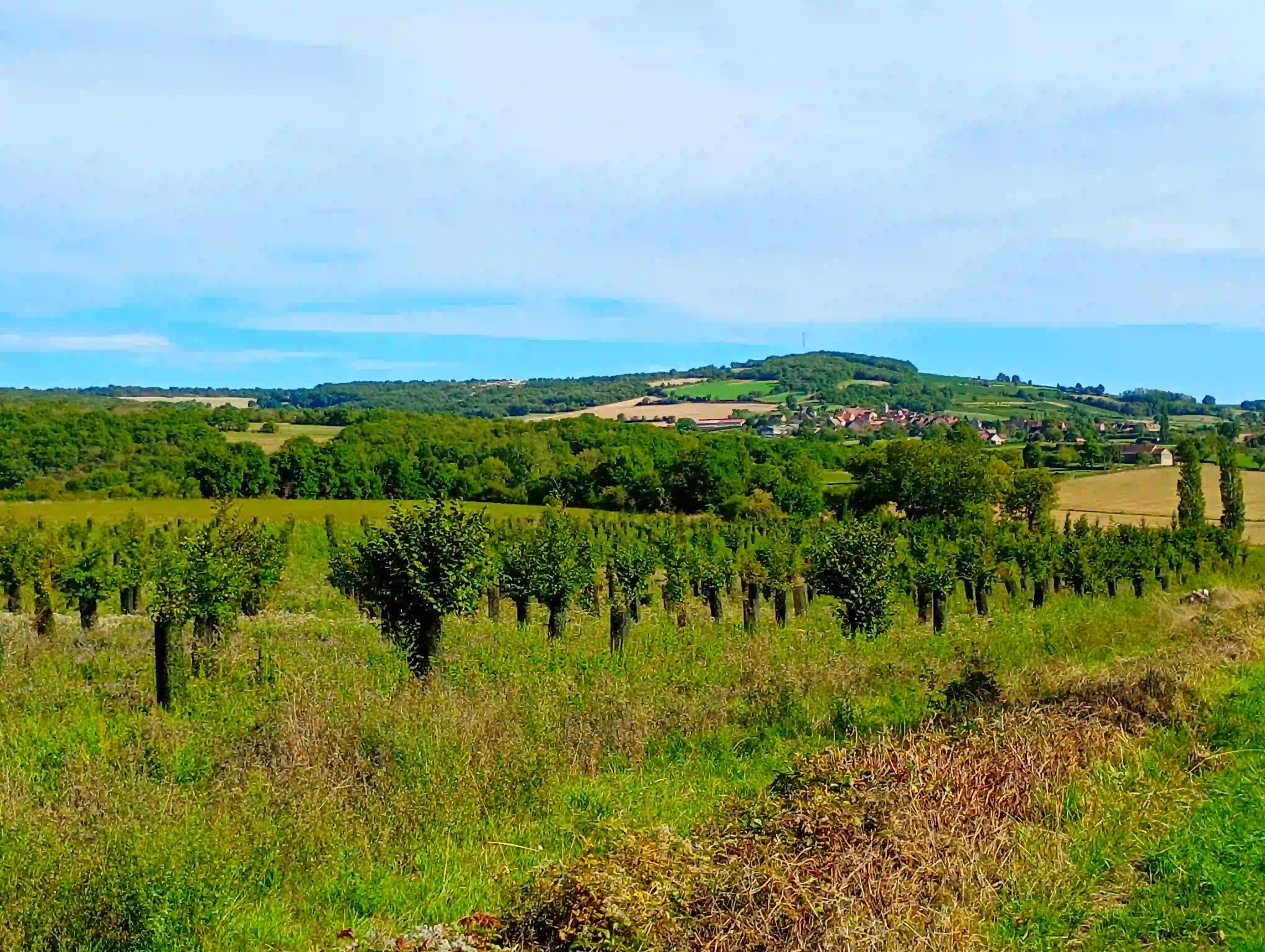 __wf_reserved_inherit