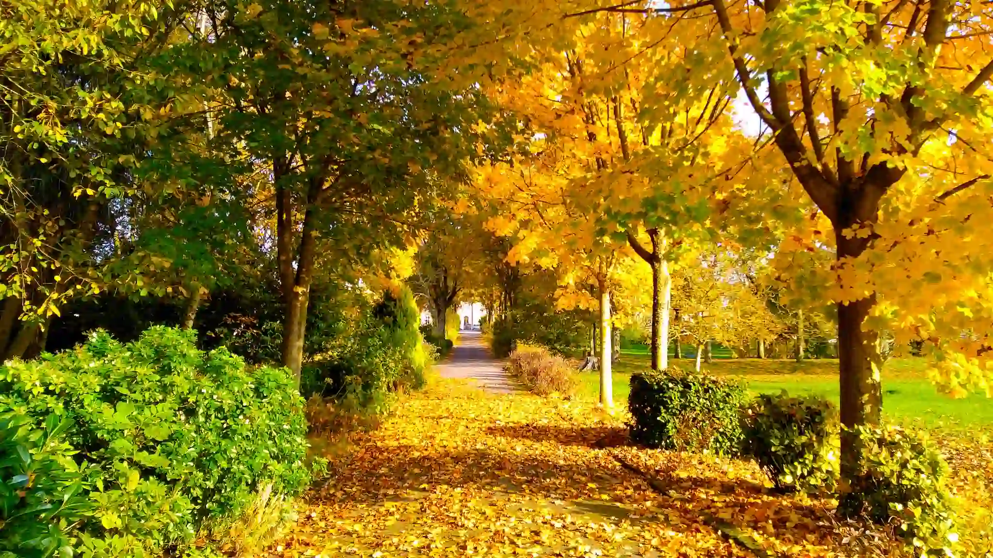 __wf_reserved_inherit