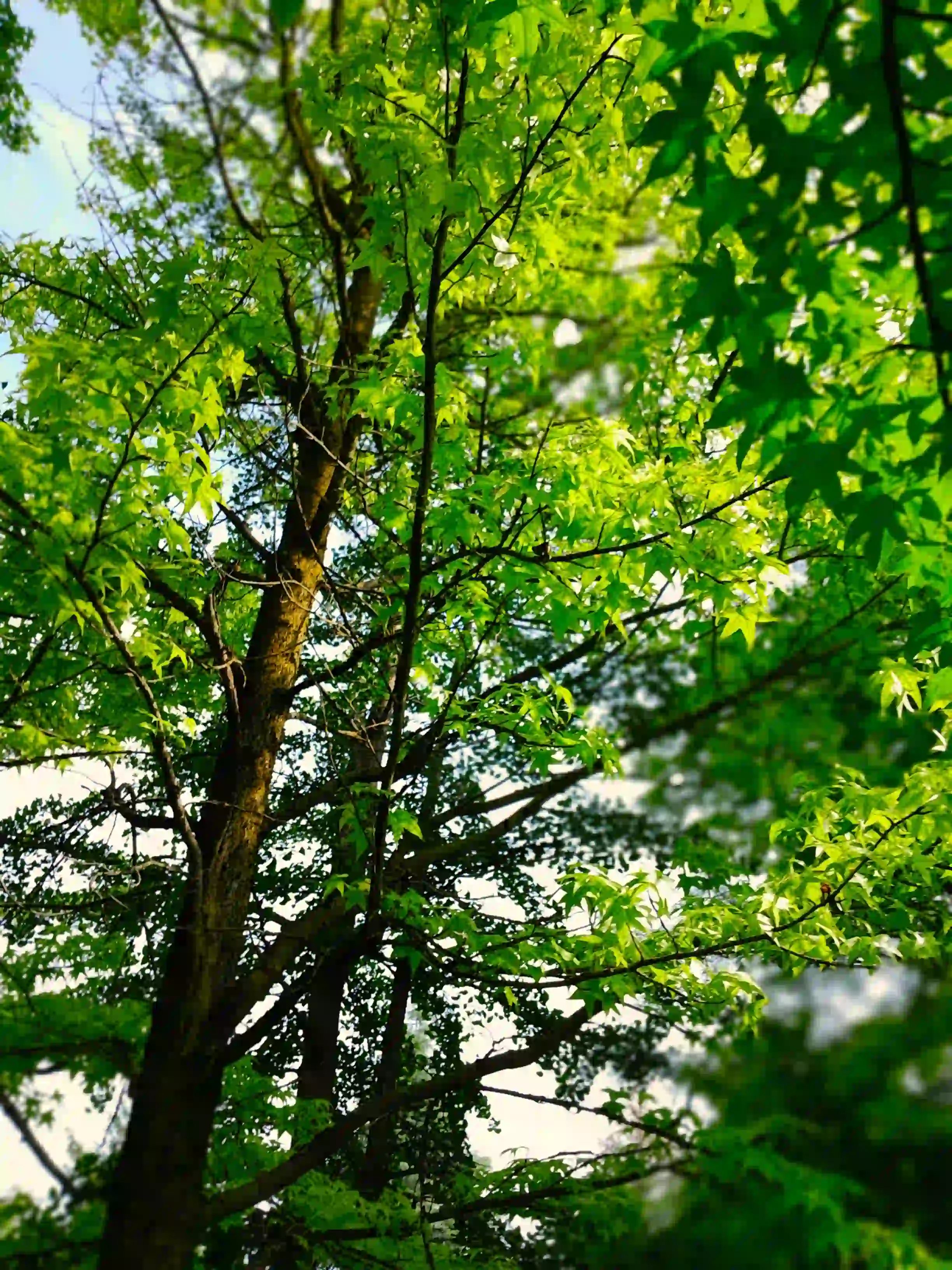 Carmelo San Giuseppe di Lodi