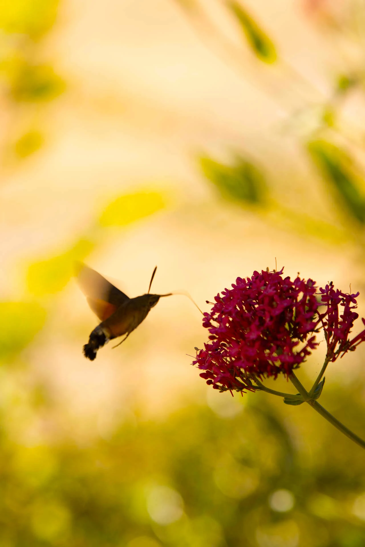Prieuré Notre-Dame des Eaux vives