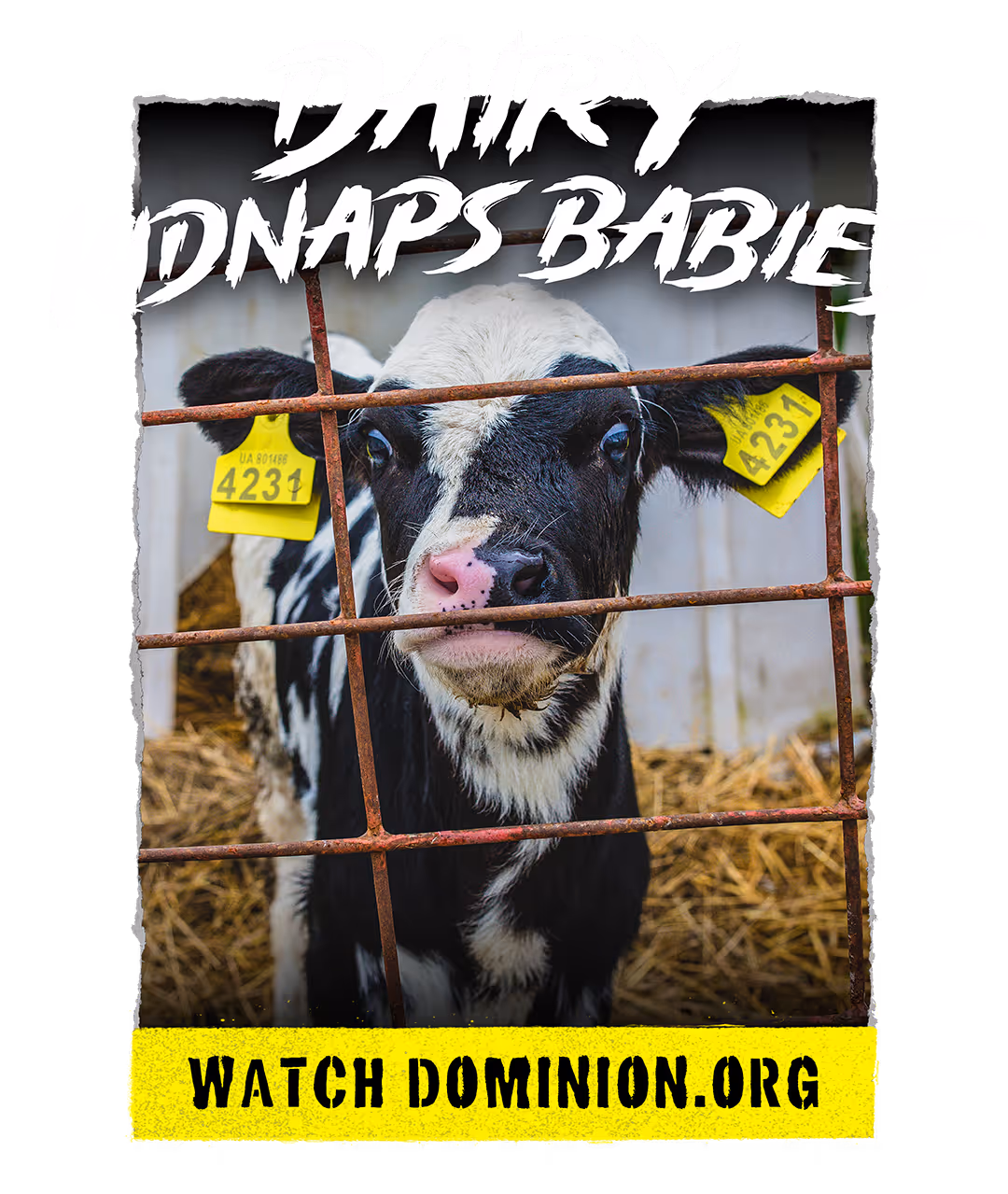 Calf with yellow ear tags behind rusty cage bars with text 'Dairy Kidnaps Babies' and 'Watch dominion.org'.