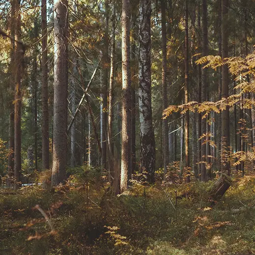 Stimmungsvoller Laubwald – Ruheforst als alternative Bestattungsform in der Natur