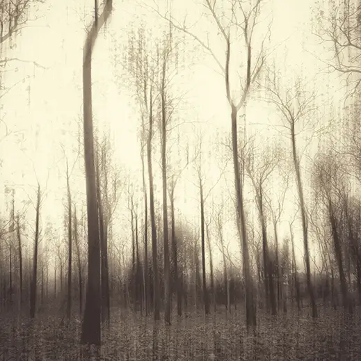 Stimmungsvoller Laubwald im Nebel – Ruheforst als alternative Bestattungsform in der Natur