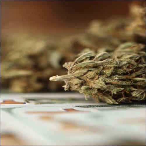 Marijuana on 100 dollar bills